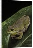 Hyla gratiosa (barking treefrog) by Anonymous