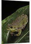 Hyla gratiosa (barking treefrog) by Anonymous
