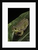 Hyla gratiosa (barking treefrog) by Anonymous