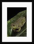 Hyla gratiosa (barking treefrog) by Anonymous