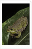 Hyla gratiosa (barking treefrog) by Anonymous
