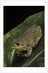 Hyla gratiosa (barking treefrog) by Anonymous