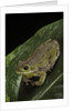 Hyla gratiosa (barking treefrog) by Anonymous