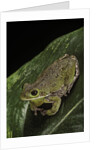Hyla gratiosa (barking treefrog) by Anonymous