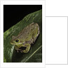 Hyla gratiosa (barking treefrog) by Anonymous