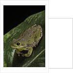 Hyla gratiosa (barking treefrog) by Anonymous