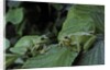 Hyla meridionalis (Mediterranean tree frog) - pair by Anonymous