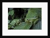 Hyla meridionalis (Mediterranean tree frog) - pair by Anonymous