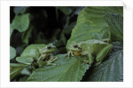 Hyla meridionalis (Mediterranean tree frog) - pair by Anonymous