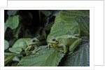 Hyla meridionalis (Mediterranean tree frog) - pair by Anonymous