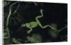 Hyla meridionalis (Mediterranean tree frog) - in water by Anonymous