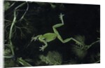 Hyla meridionalis (Mediterranean tree frog) - in water by Anonymous
