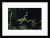 Hyla meridionalis (Mediterranean tree frog) - in water by Anonymous