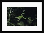 Hyla meridionalis (Mediterranean tree frog) - in water by Anonymous