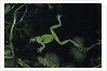 Hyla meridionalis (Mediterranean tree frog) - in water by Anonymous
