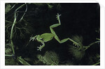 Hyla meridionalis (Mediterranean tree frog) - in water by Anonymous