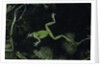 Hyla meridionalis (Mediterranean tree frog) - in water by Anonymous