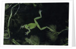 Hyla meridionalis (Mediterranean tree frog) - in water by Anonymous