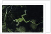 Hyla meridionalis (Mediterranean tree frog) - in water by Anonymous