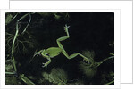 Hyla meridionalis (Mediterranean tree frog) - in water by Anonymous