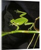 Hyla meridionalis (Mediterranean tree frog) - in water by Anonymous