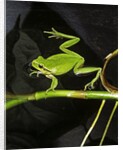 Hyla meridionalis (Mediterranean tree frog) - in water by Anonymous