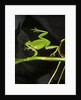 Hyla meridionalis (Mediterranean tree frog) - in water by Anonymous