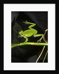 Hyla meridionalis (Mediterranean tree frog) - in water by Anonymous