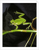 Hyla meridionalis (Mediterranean tree frog) - in water by Anonymous