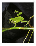 Hyla meridionalis (Mediterranean tree frog) - in water by Anonymous