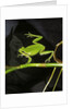 Hyla meridionalis (Mediterranean tree frog) - in water by Anonymous