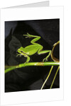 Hyla meridionalis (Mediterranean tree frog) - in water by Anonymous