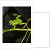Hyla meridionalis (Mediterranean tree frog) - in water by Anonymous