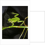 Hyla meridionalis (Mediterranean tree frog) - in water by Anonymous