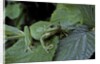 Hyla meridionalis (Mediterranean tree frog) - in a tree by Anonymous