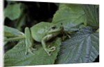 Hyla meridionalis (Mediterranean tree frog) - in a tree by Anonymous
