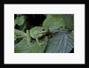 Hyla meridionalis (Mediterranean tree frog) - in a tree by Anonymous