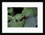 Hyla meridionalis (Mediterranean tree frog) - in a tree by Anonymous