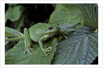 Hyla meridionalis (Mediterranean tree frog) - in a tree by Anonymous
