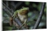 Hyla meridionalis (Mediterranean tree frog) - in a tree by Anonymous