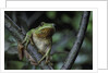 Hyla meridionalis (Mediterranean tree frog) - in a tree by Anonymous
