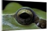 Hyla meridionalis (Mediterranean tree frog) - eye by Anonymous