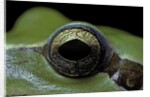 Hyla meridionalis (Mediterranean tree frog) - eye by Anonymous