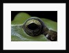 Hyla meridionalis (Mediterranean tree frog) - eye by Anonymous