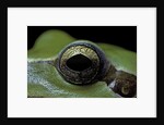 Hyla meridionalis (Mediterranean tree frog) - eye by Anonymous
