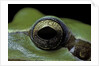 Hyla meridionalis (Mediterranean tree frog) - eye by Anonymous