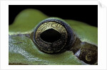 Hyla meridionalis (Mediterranean tree frog) - eye by Anonymous