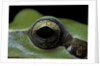 Hyla meridionalis (Mediterranean tree frog) - eye by Anonymous