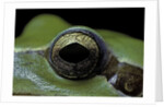 Hyla meridionalis (Mediterranean tree frog) - eye by Anonymous