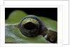 Hyla meridionalis (Mediterranean tree frog) - eye by Anonymous